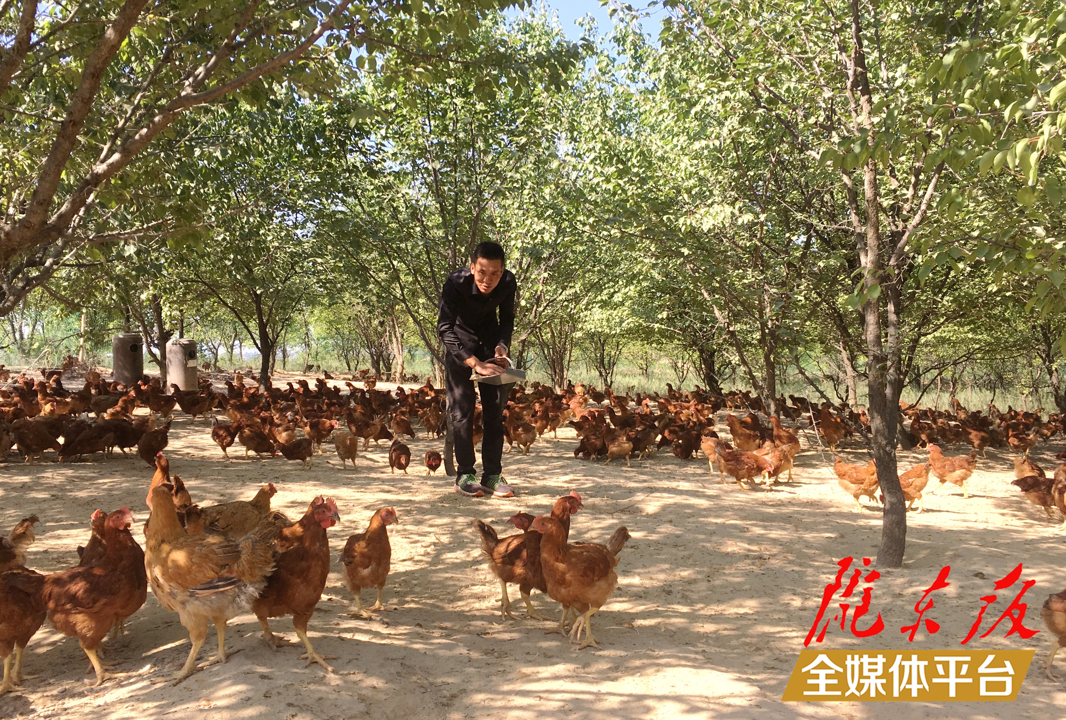 林下生態(tài)雞養(yǎng)殖。 盤小美 攝