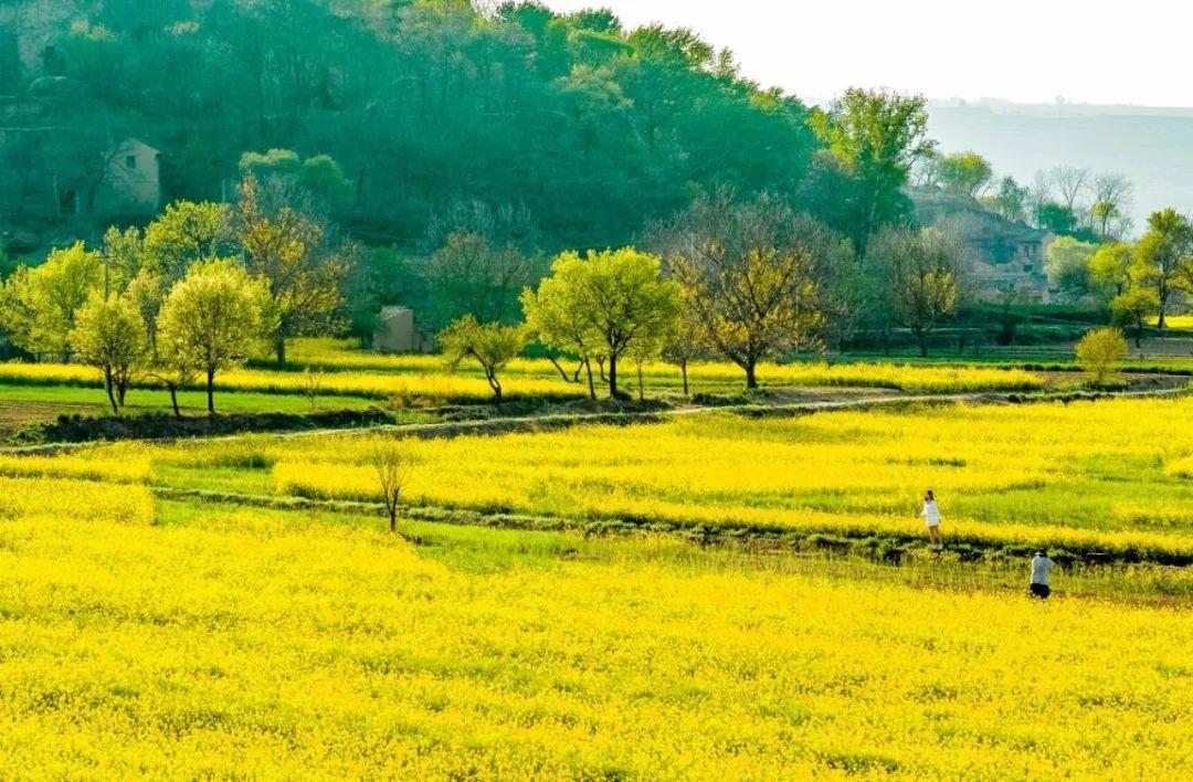 來慶陽(yáng)，一起“上春山”