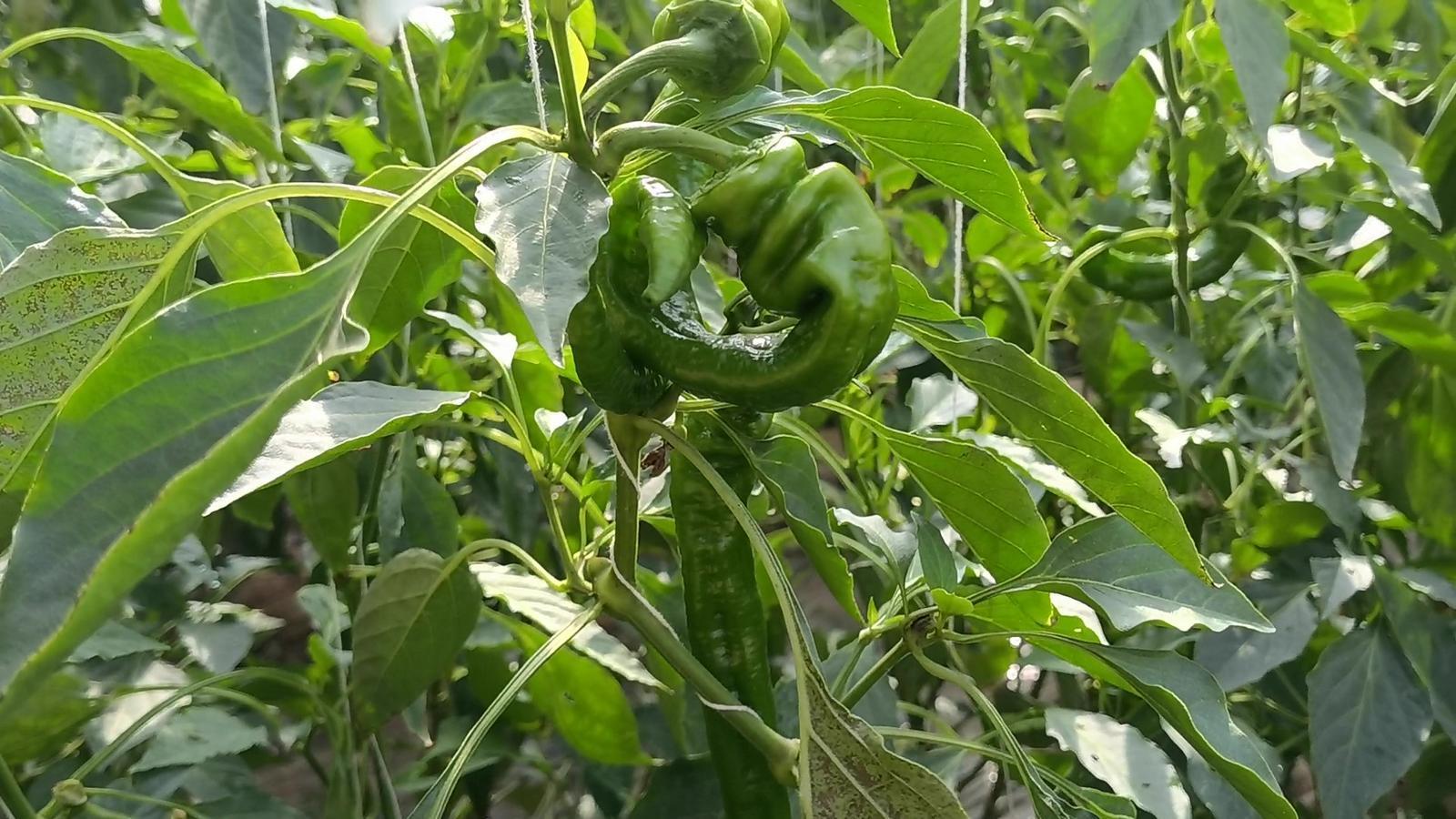 【春潮涌 繪新景丨寧縣篇】把“餐桌配菜”變成“致富主菜”！湘樂(lè)鎮(zhèn)奏響鄉(xiāng)村振興“椒”響曲