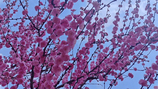 慶陽(yáng)的春日，舉目晴明，一路春暖花開