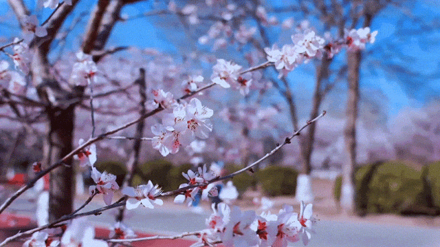 慶陽(yáng)的春日，舉目晴明，一路春暖花開(kāi)