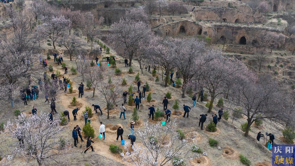 【攝影報(bào)道】再植新綠！慶陽市開展2025年義務(wù)植樹活動
