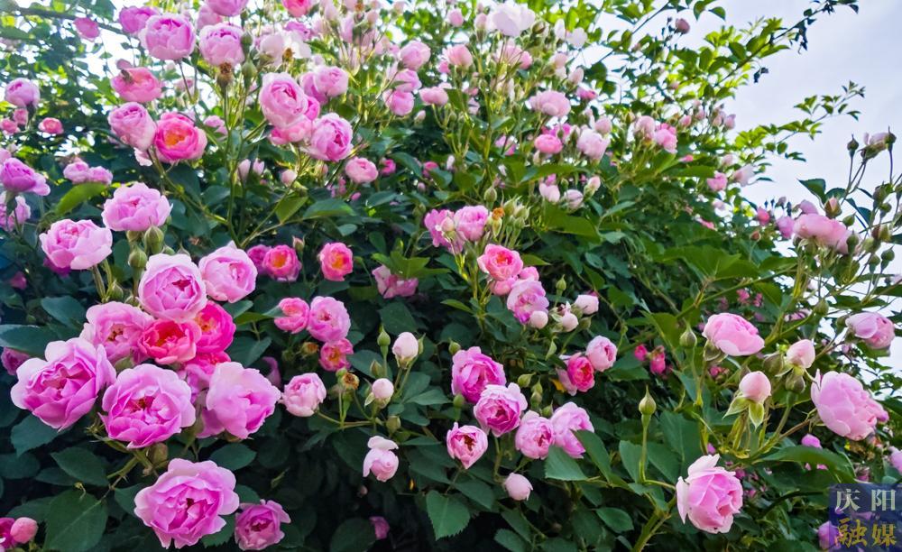 【攝影報道】薔薇花開！邂逅夏日的浪漫