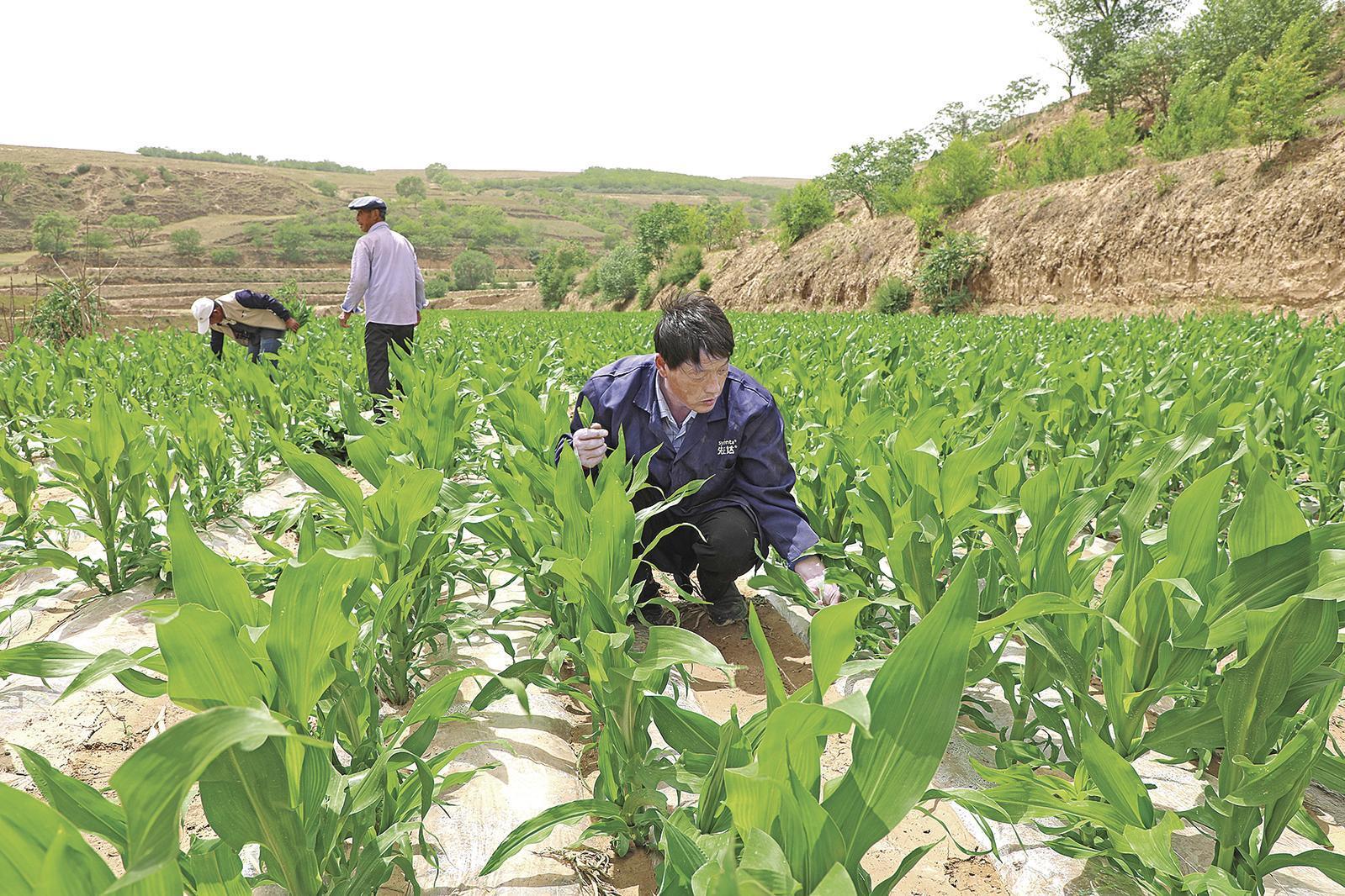 村民搶抓墑情，全力投入玉米管護、缺苗補種等農(nóng)事當中