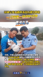 環(huán)縣公安局森林派出所成功救助一只國家一級保護(hù)動物黃嘴白鷺